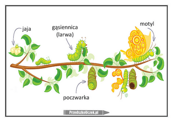 cykl życia motyla plakat karta obrazkowa