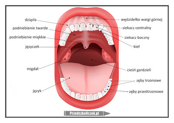 Budowa jamy ustnej Zęby Stomatologia Dentysta