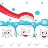 Stomatolog dentysta Zęby Budowa jamy ustnej budowa zęba siekacze kły trzonowe