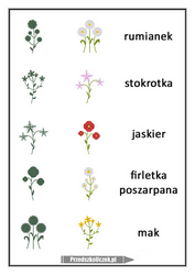 Majowa łąka kwiaty na łące maki jaskry rumianki stokrotki karta obserwacji obserwacja przyrodnicza karta pracy zajęcia kulinarne pizza łąka