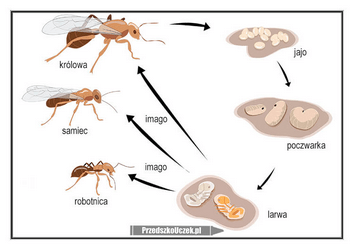 Cykl życia mrówki od jaja do mrówki stadia rozwojowe mrówki historyjka obrazkowa karta pracy maszerują mrówki